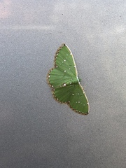 Argyrocosma inductaria