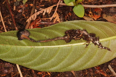 Psilocybe subtropicalis
