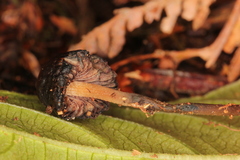 Psilocybe subtropicalis
