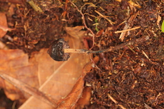 Psilocybe subtropicalis