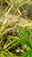 Euphorbia hypericifolia