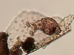 Philodinidae
