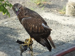 Delta dimidiatipenne