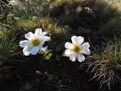 Callianthemum sajanense