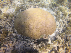Goniopora lobata