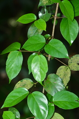 Canthium angustifolium