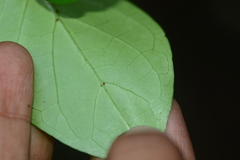 Canthium angustifolium