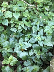 Nanocnide japonica