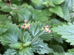 Nanocnide japonica