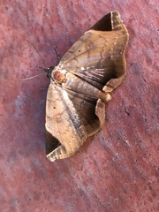 Psimada quadripennis