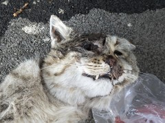 Felis lybica ornata