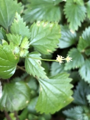 Nanocnide japonica