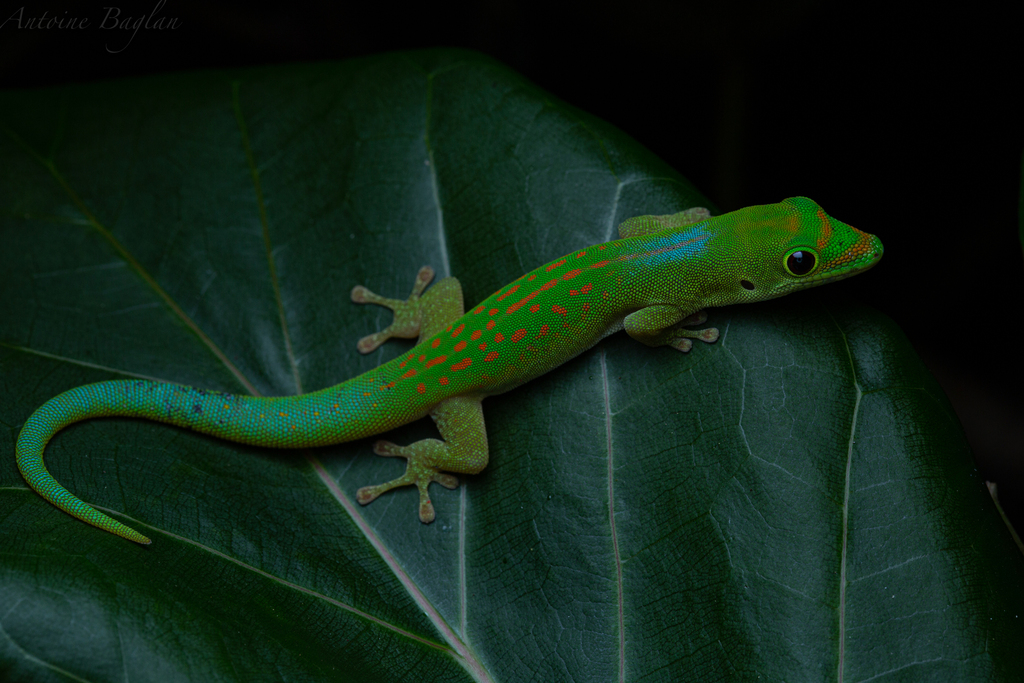 Pasteur's Day Gecko