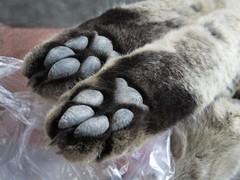 Felis lybica ornata