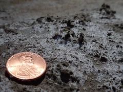 Cicindela willistoni