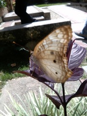 Anartia jatrophae