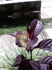 Anartia jatrophae