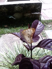 Anartia jatrophae