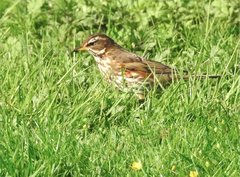 Turdus iliacus coburni