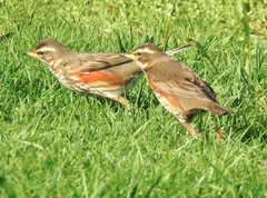 Turdus iliacus coburni