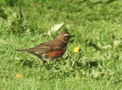 Turdus iliacus coburni