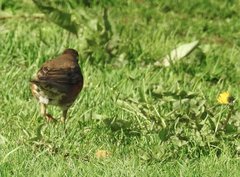 Turdus iliacus coburni
