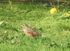 Turdus iliacus coburni