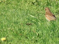 Turdus iliacus coburni