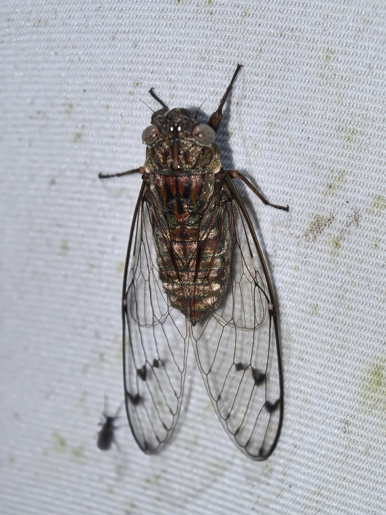 Maua platygaster
