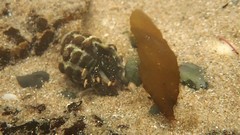 Clibanarius virescens