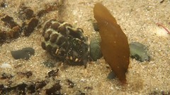 Clibanarius virescens