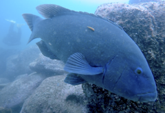Cochleoceps orientalis