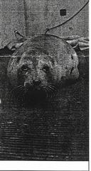 Pagophilus groenlandicus