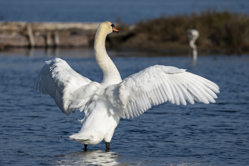 Cigno reale