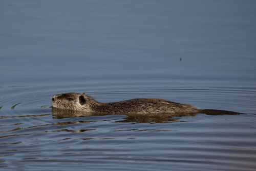 Coypu