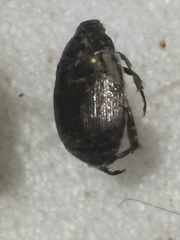 Anomala sulcatula