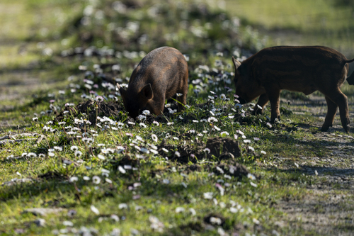Sanglier