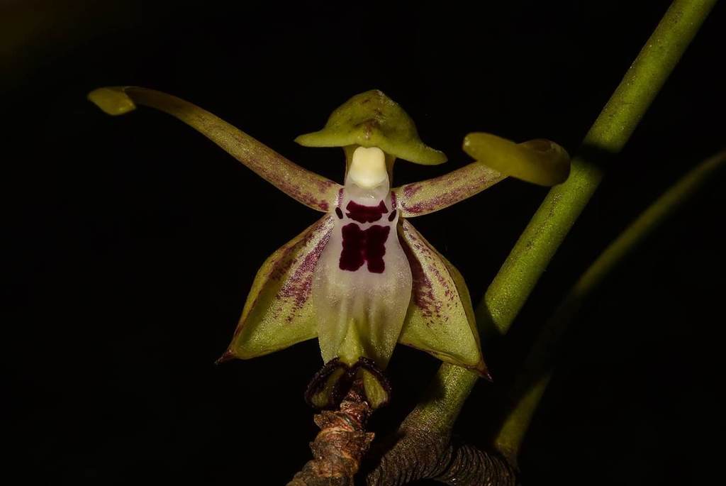 Luisia macrantha