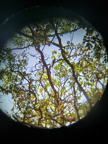 Narina Trogon