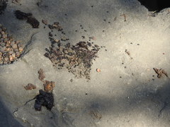 Bassariscus