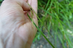 Carex solandri
