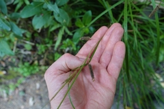 Carex solandri