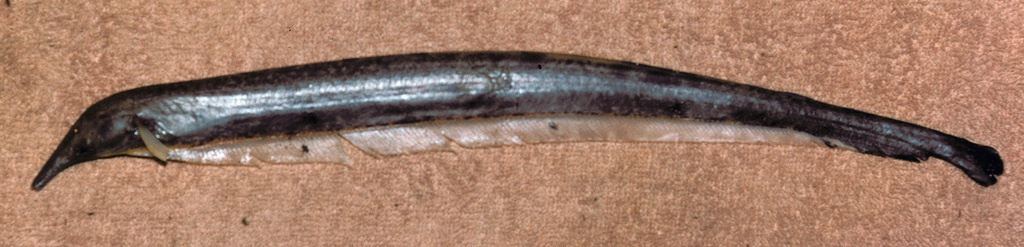 Tubesnout knifefish (Platyurosternarchus macrostomus) — Apteronotidae