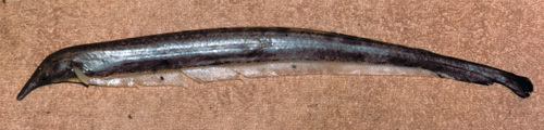 Tubesnout knifefish (Platyurosternarchus macrostomus) — Apteronotidae