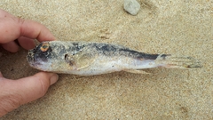 Amblyrhynchote honckenii