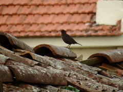 Turdus merula azorensis