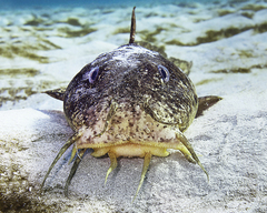 Estuary Catfish photo 3
