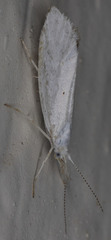 Euceratia castella