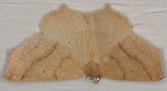 Prochoerodes truxaliata