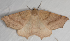 Prochoerodes truxaliata